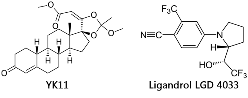 YK11 & Ligandrol LGD 4033