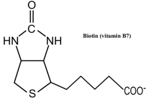 Biotin (Vitamin B7) Review